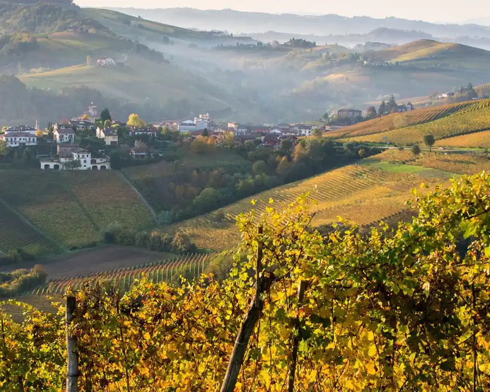 Barolo & Barbaresco: The Kings and Queens of Piedmont